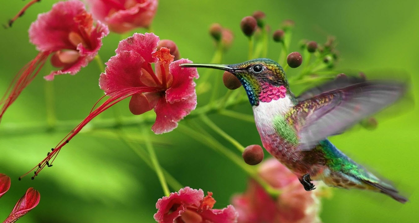 Tampilan bergaya hummingbird