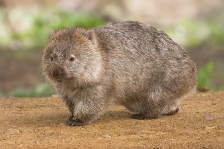4 Fakta tentang Wombat, binatang lucu asal Australia