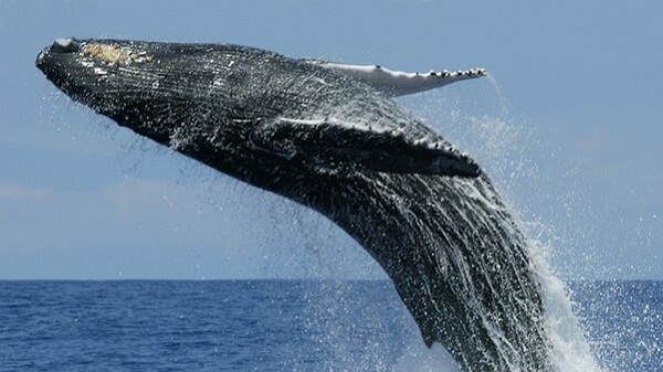 9 Fakta paus biru hewan  mamalia terbesar  yang ada di  muka  
