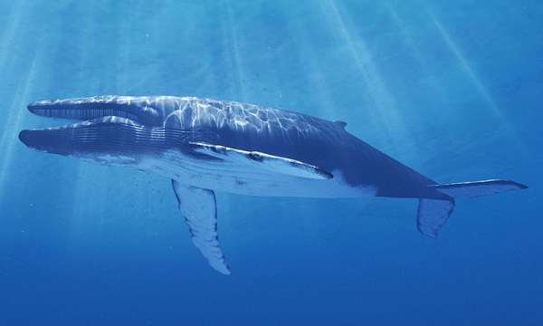 9 Fakta paus biru hewan  mamalia  terbesar yang  ada di muka 