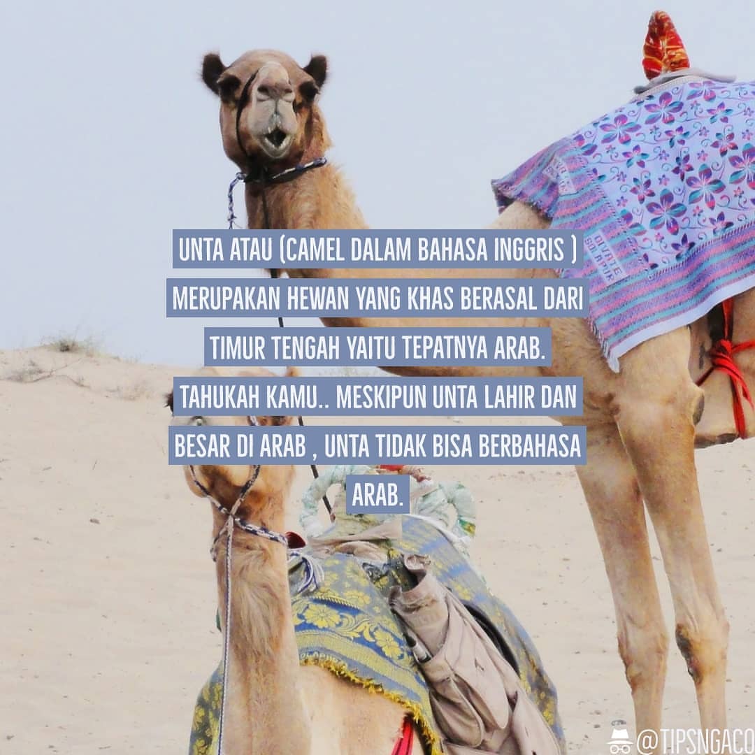 Sumber: instagram.com/tipsngaco