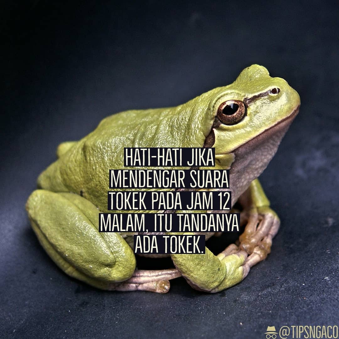 Sumber: instagram.com/tipsngaco