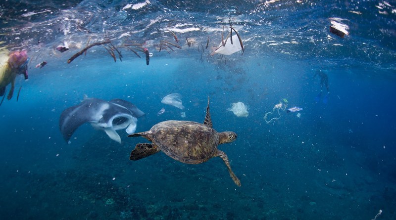 Dampak Sampah Plastik Bagi Ekosistem Laut