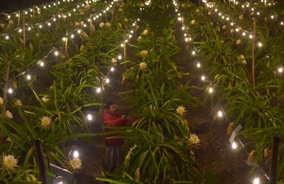 Kebun Buah Naga pada Malam Hari