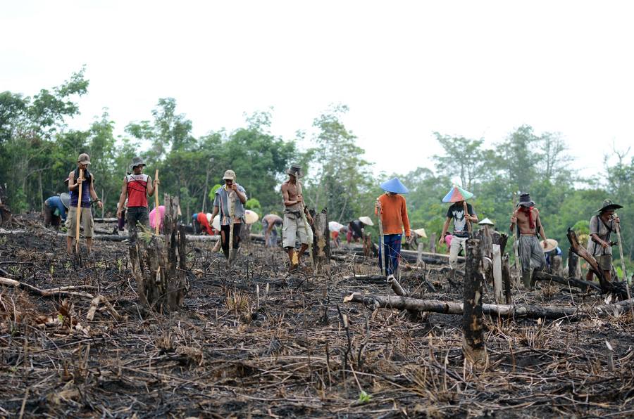 Tradisi Nugal - Tradisi menanam padi yang didahului dengan membakar lahan oleh masyarakat dayak. Menjadi satu di antara tradisi yang dilakukan secara bersama-sama.