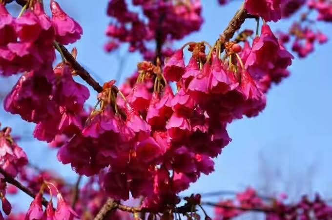 6 Jenis bunga sakura ini mekar awal musim semi di Jepang