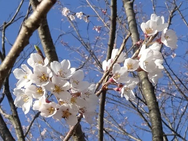 6 Jenis bunga sakura ini mekar awal musim semi di Jepang