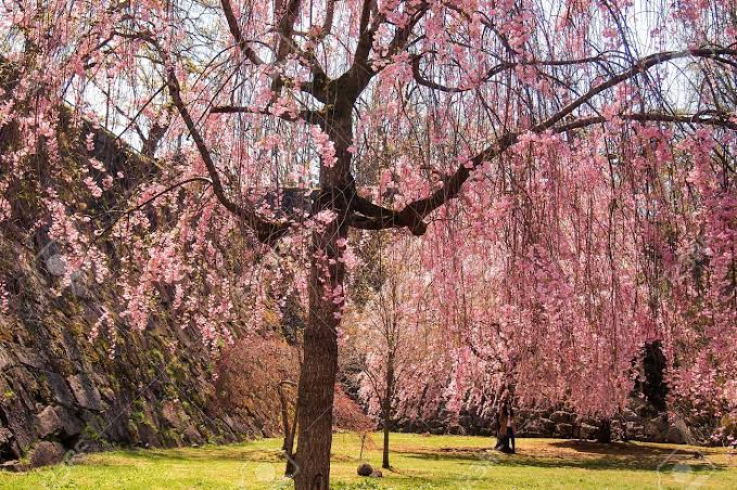 6 Jenis  bunga  sakura ini mekar awal musim semi di  Jepang 