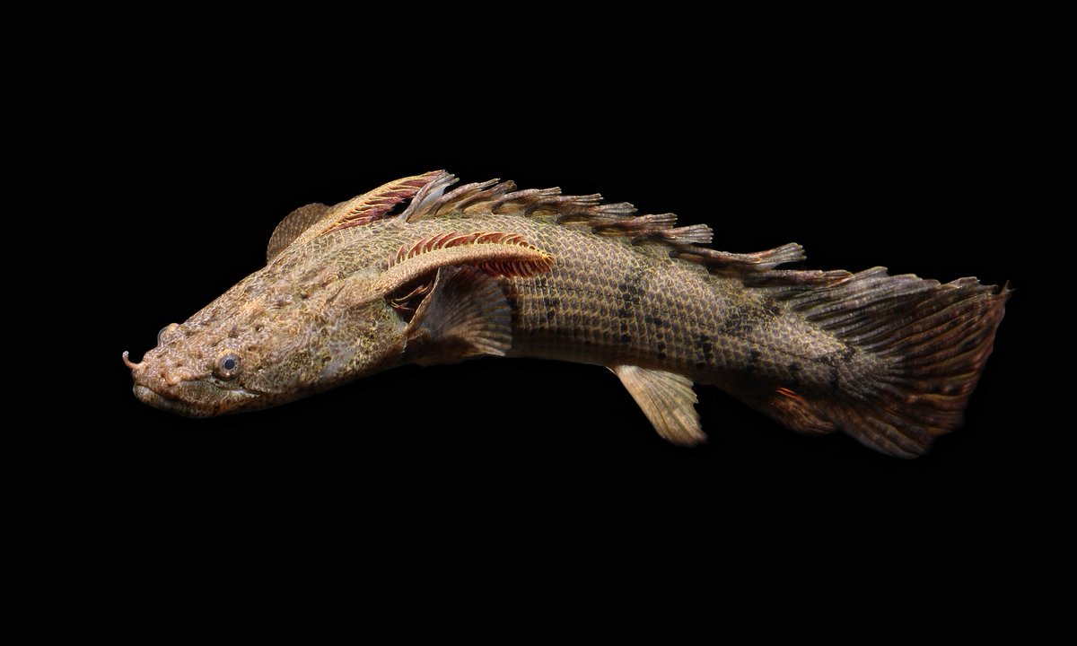 Mengenal Polypterus, ikan hias primitif ini terlihat sangar & memesona