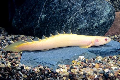Mengenal Polypterus, ikan hias primitif ini terlihat sangar & memesona