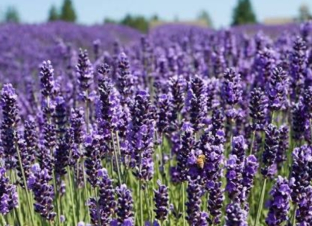 Gardendesain.com
