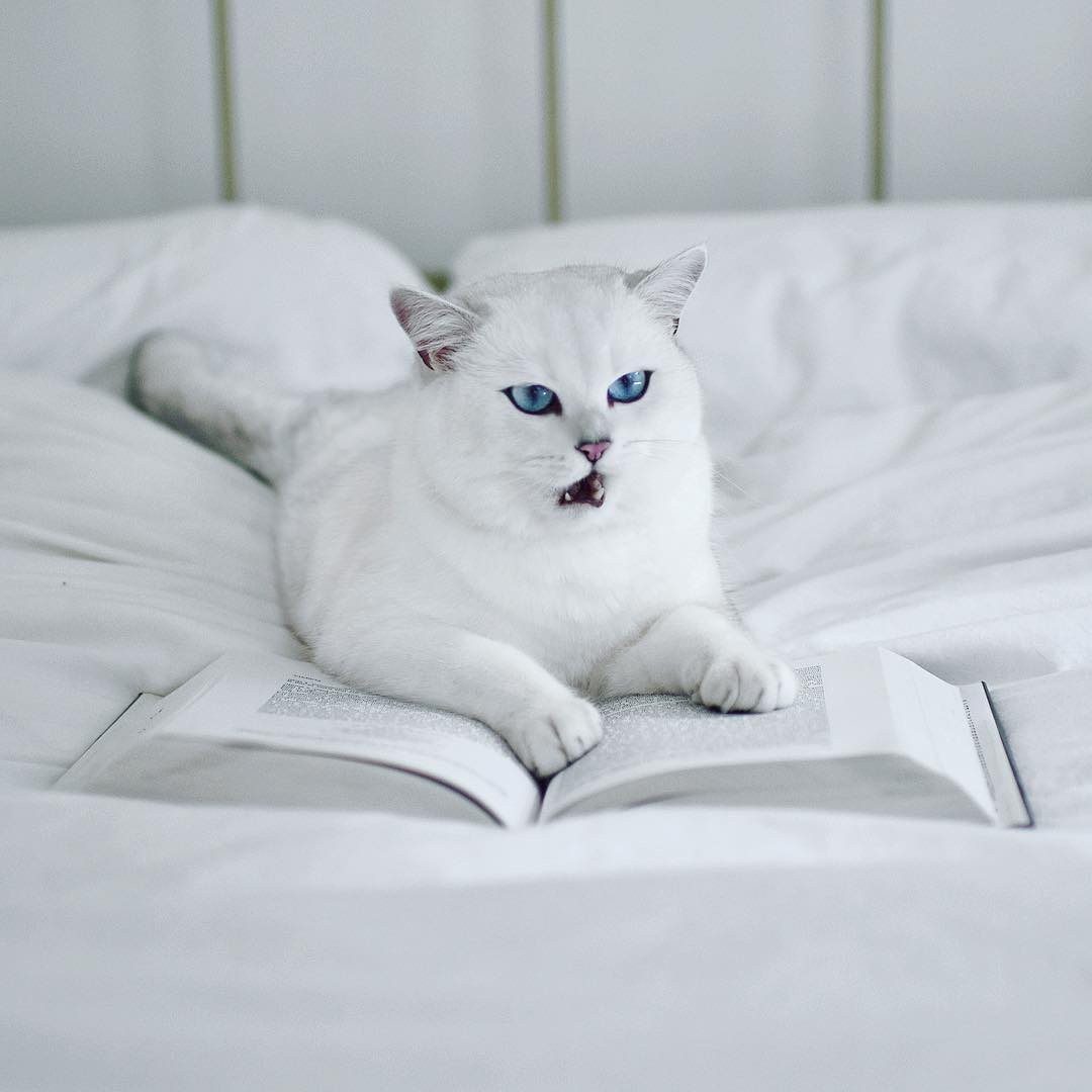 5 Kucing populer di Instagram ini tingkahnya super menggemaskan