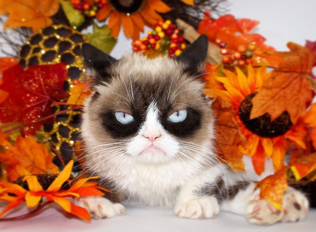 5 Kucing populer di Instagram ini tingkahnya super menggemaskan
