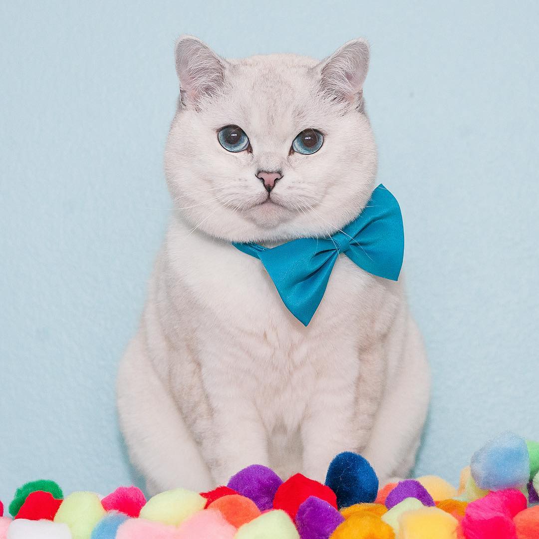 5 Kucing populer di Instagram ini tingkahnya super menggemaskan