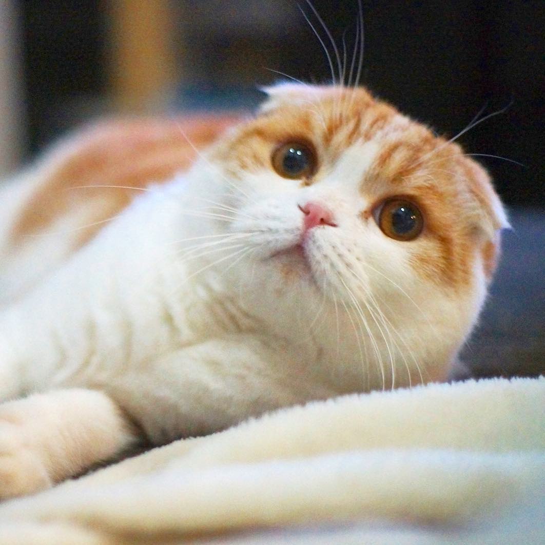 5 Kucing populer di Instagram ini tingkahnya super menggemaskan