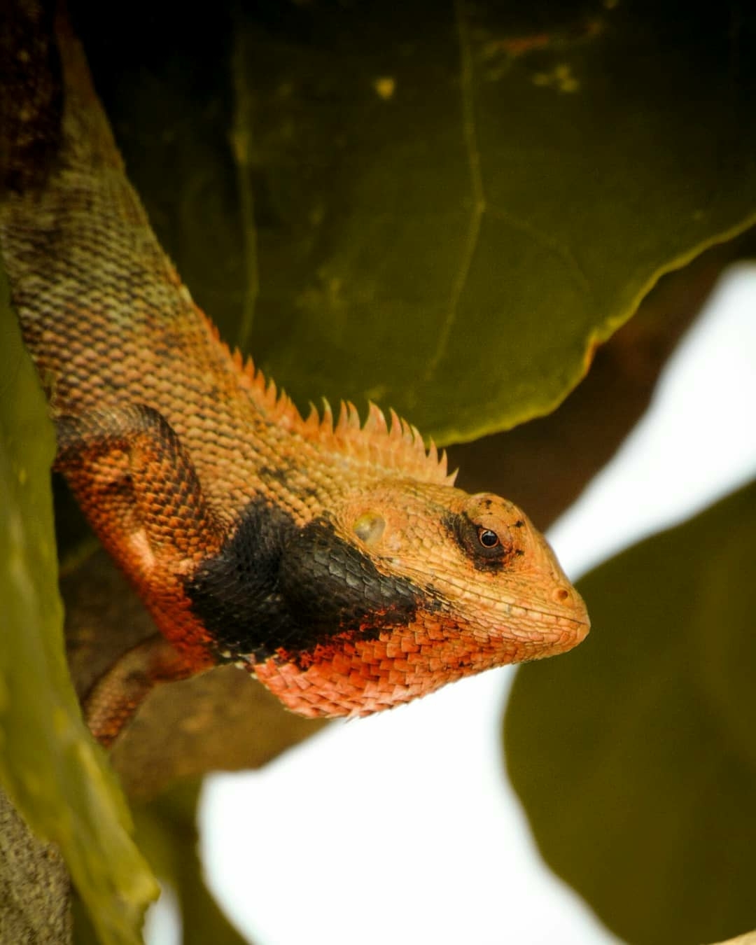 Londok, bunglon lokal yang sering keliru dianggap iguana