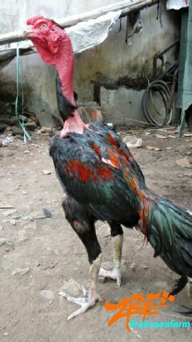 8 Potret ayam jago unik ini bakalan bikin kamu melongo