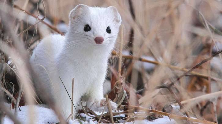 Ferret