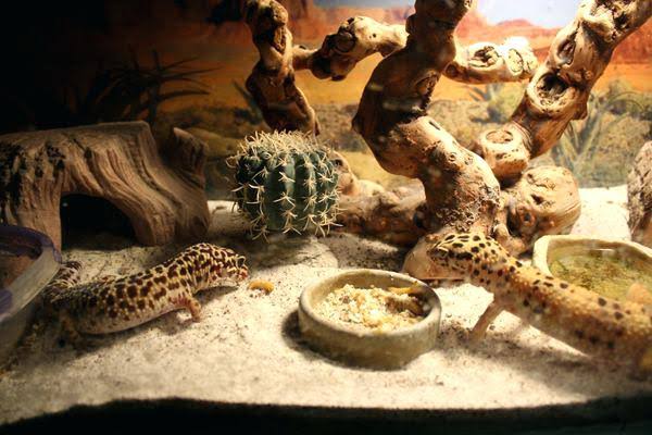 3 Ide dekorasi mini dari aquarium ini bisa mempercantik ruangan