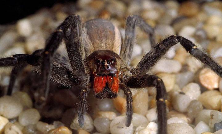 laba laba berbisa mematikan brazilian wandering spider