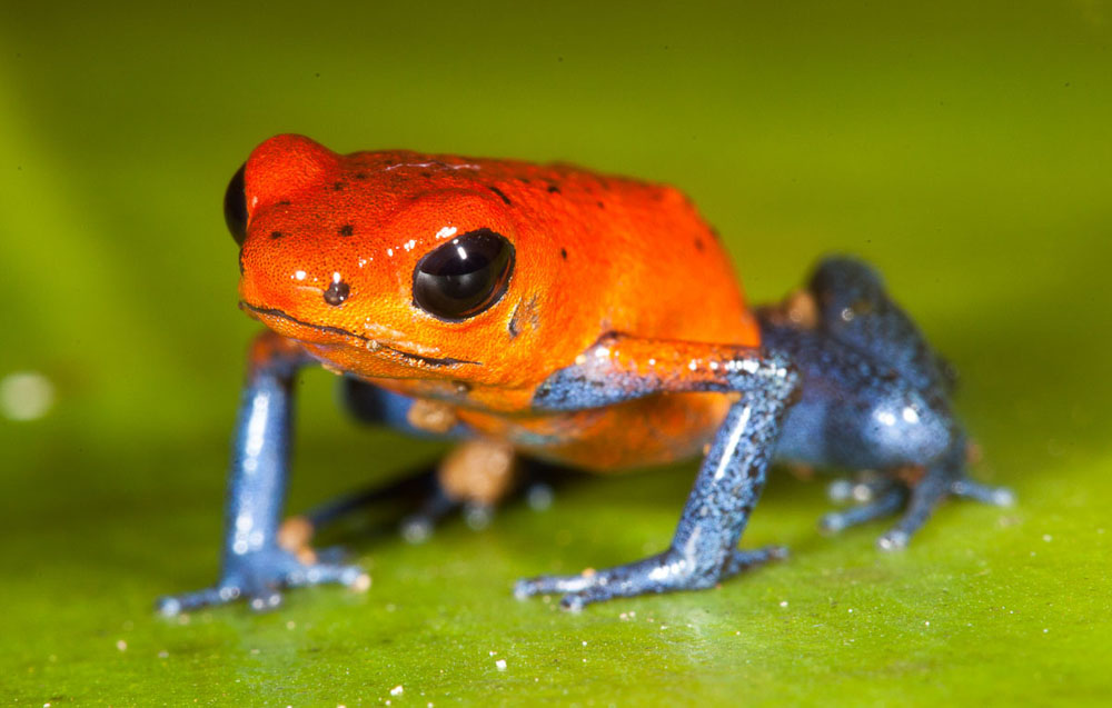 Poison Dart Frog, memiliki kulit berbisa dan mampu mematikan 20 ribu ekor tikus