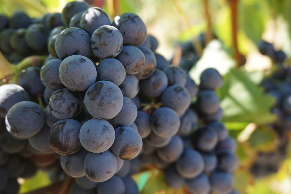 anggur https://pixabay.com/photos/grapes-vine-grape-vine-wine-908757/ anggur https://pixabay.com/photos/grapes-vine-grape-vine-wine-908757/