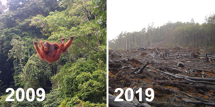 Source image : https://twitter.com/youth4wildlife/status/1085245220923547650