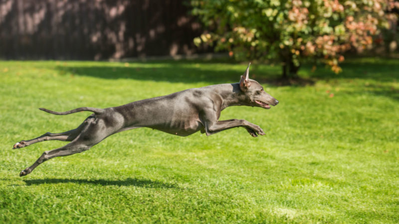 Anjing Greyhound