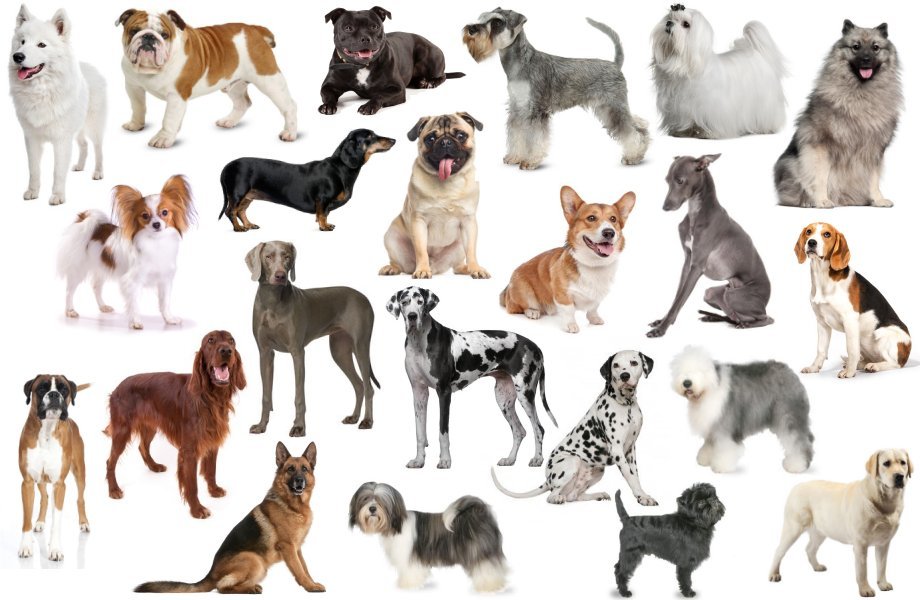 Macam breed pada anjing