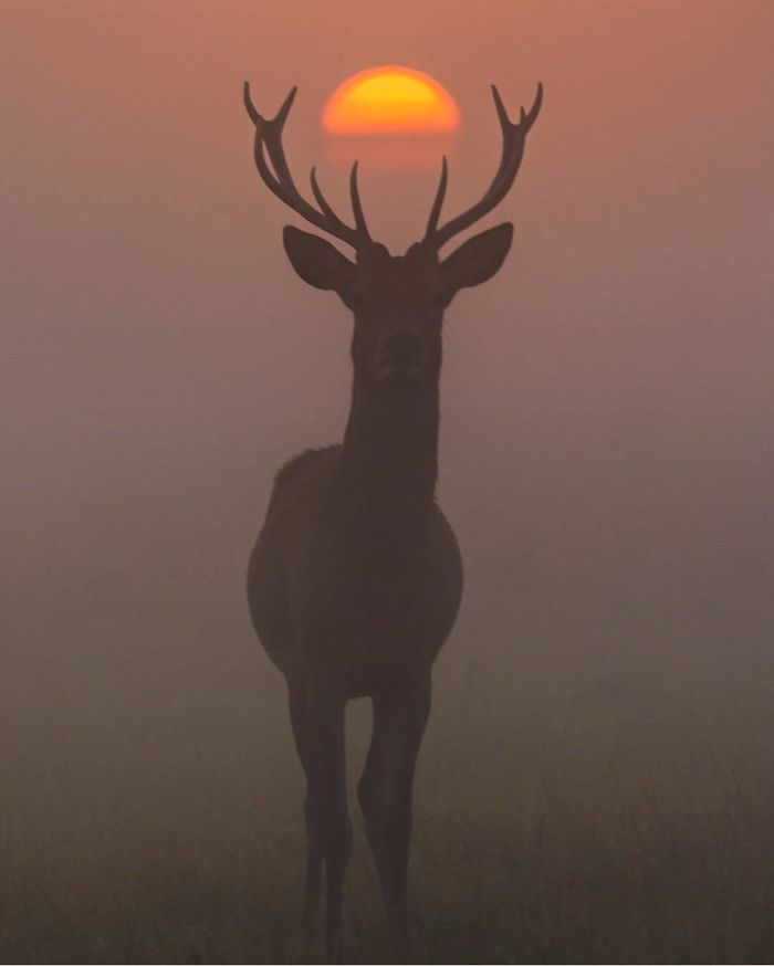 18 Foto hewan dari kontes National Geographic Instagram Photography