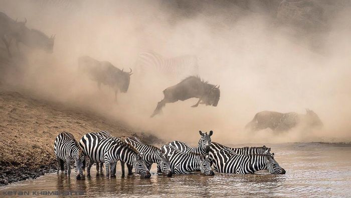 18 Foto hewan dari kontes National Geographic Instagram Photography