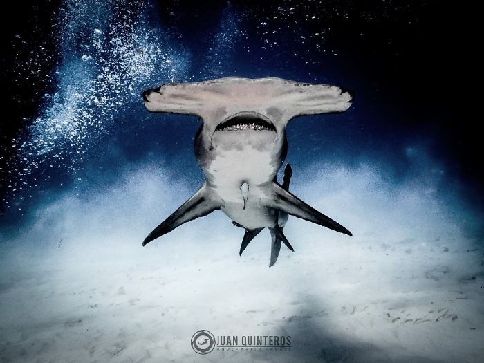 18 Foto hewan dari kontes National Geographic Instagram Photography