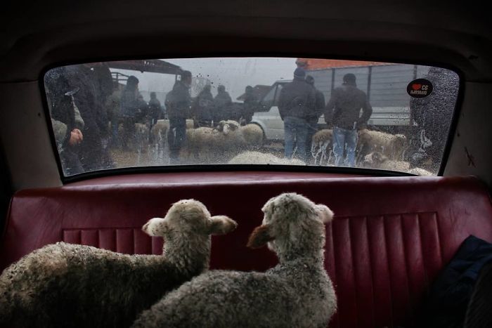 18 Foto hewan dari kontes National Geographic Instagram Photography