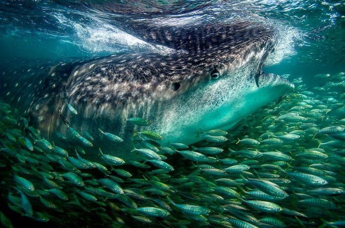 18 Foto hewan dari kontes National Geographic Instagram Photography