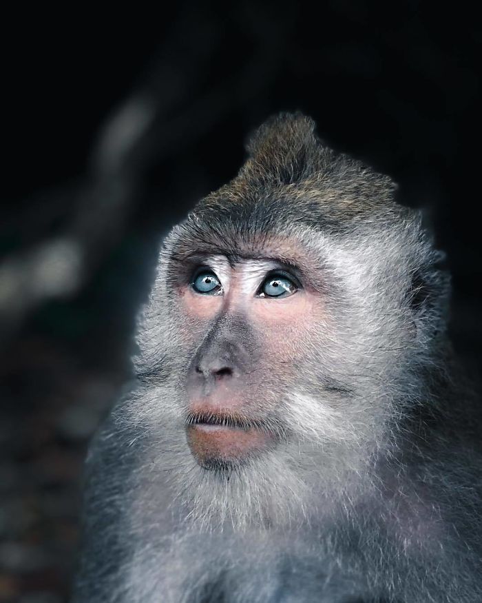 18 Foto hewan dari kontes National Geographic Instagram Photography