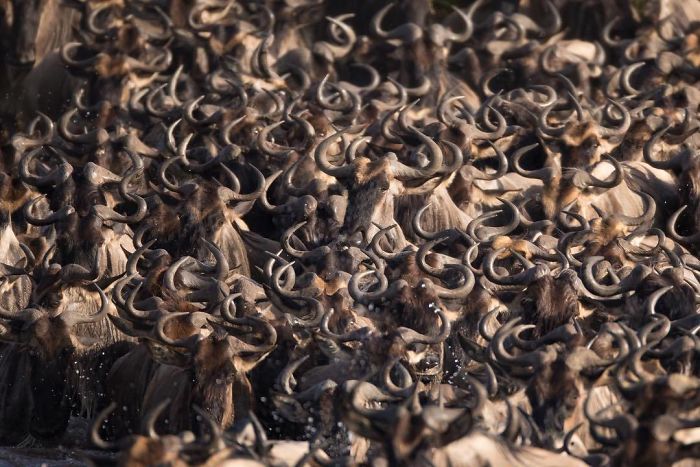 18 Foto hewan dari kontes National Geographic Instagram Photography