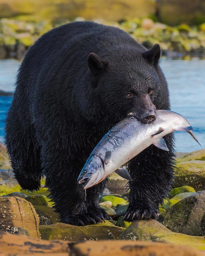 18 Foto hewan dari kontes National Geographic Instagram Photography