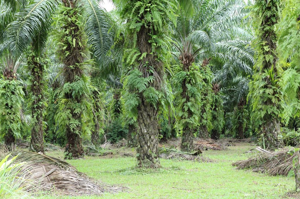 3 Teknologi ini jadi solusi jitu pencemaran limbah ala LIPI