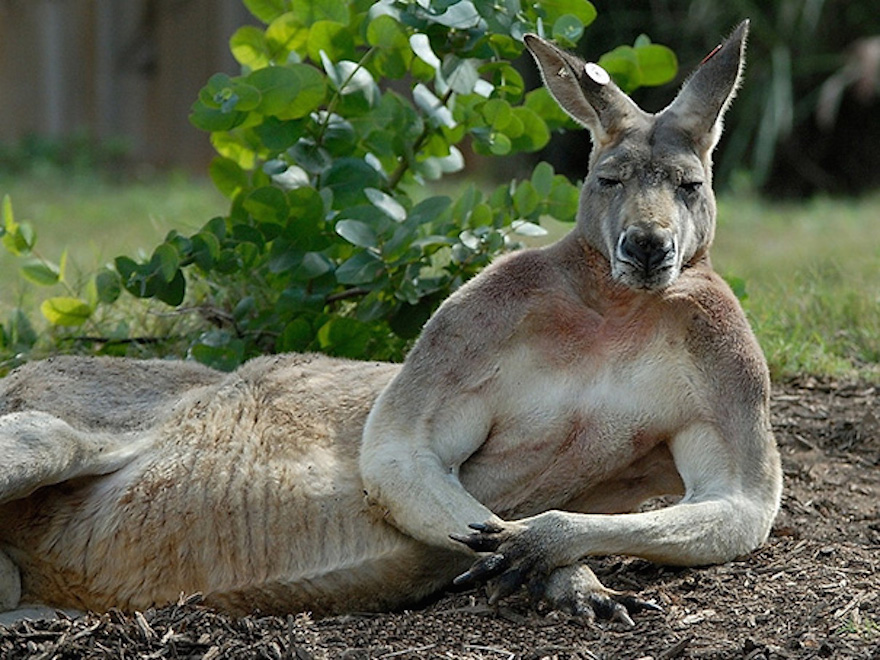 Image Credit : www.earthporm.com/animals-posing/