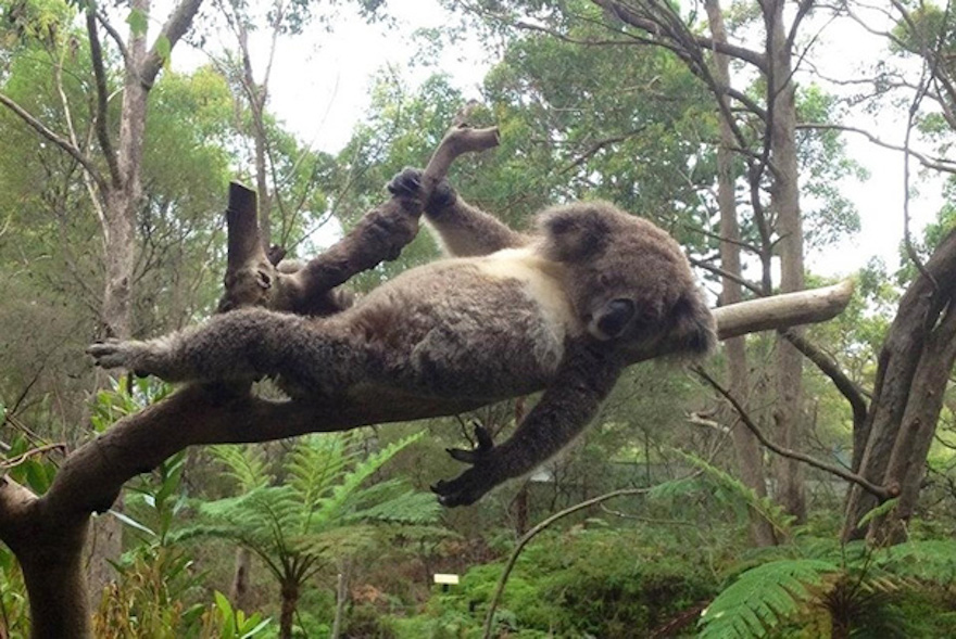 Image Credit : www.earthporm.com/animals-posing/