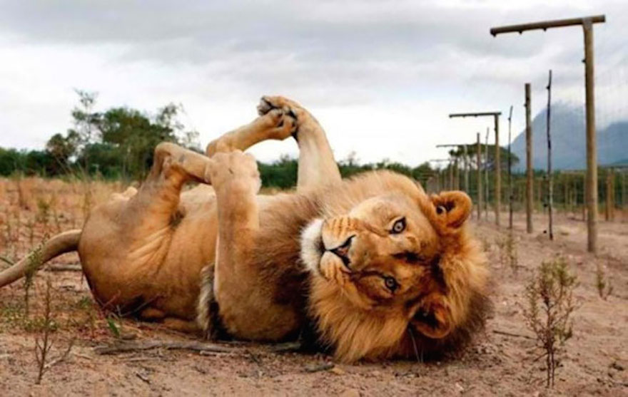 Image Credit : www.earthporm.com/animals-posing/
