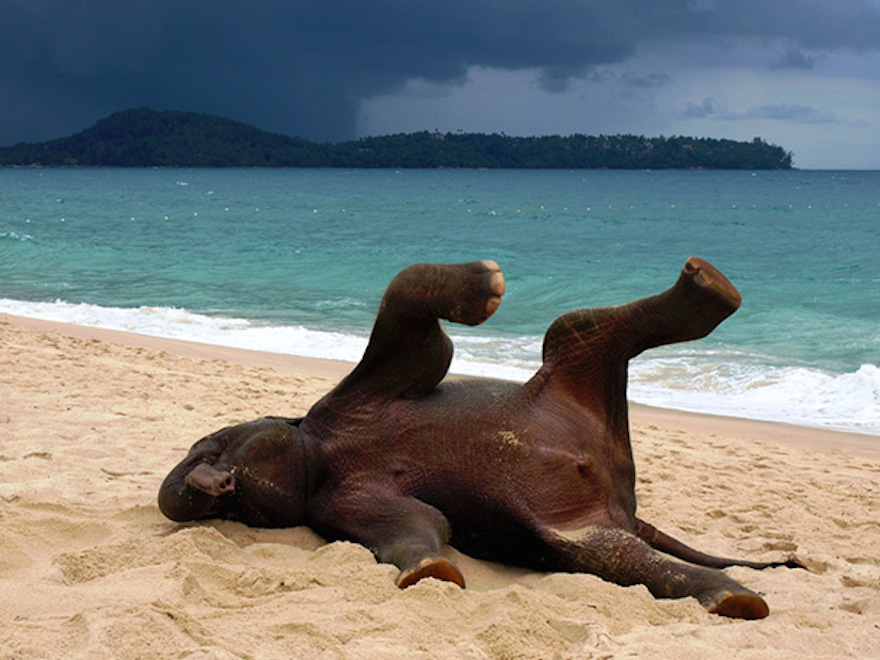 Image Credit : www.earthporm.com/animals-posing/