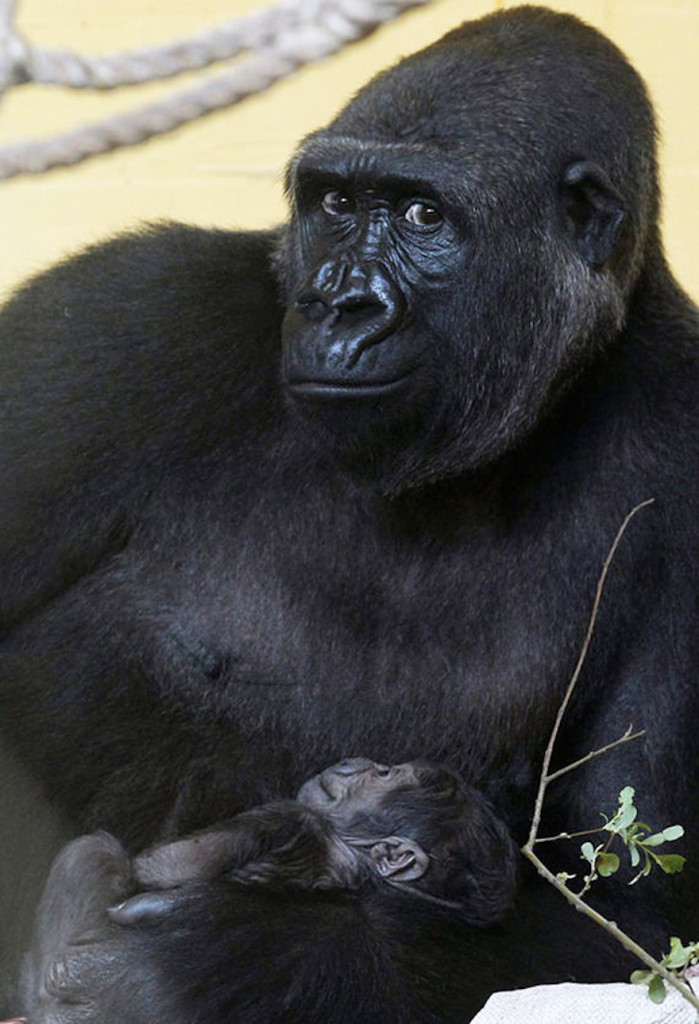 Image Credit : www.earthporm.com/animals-posing/