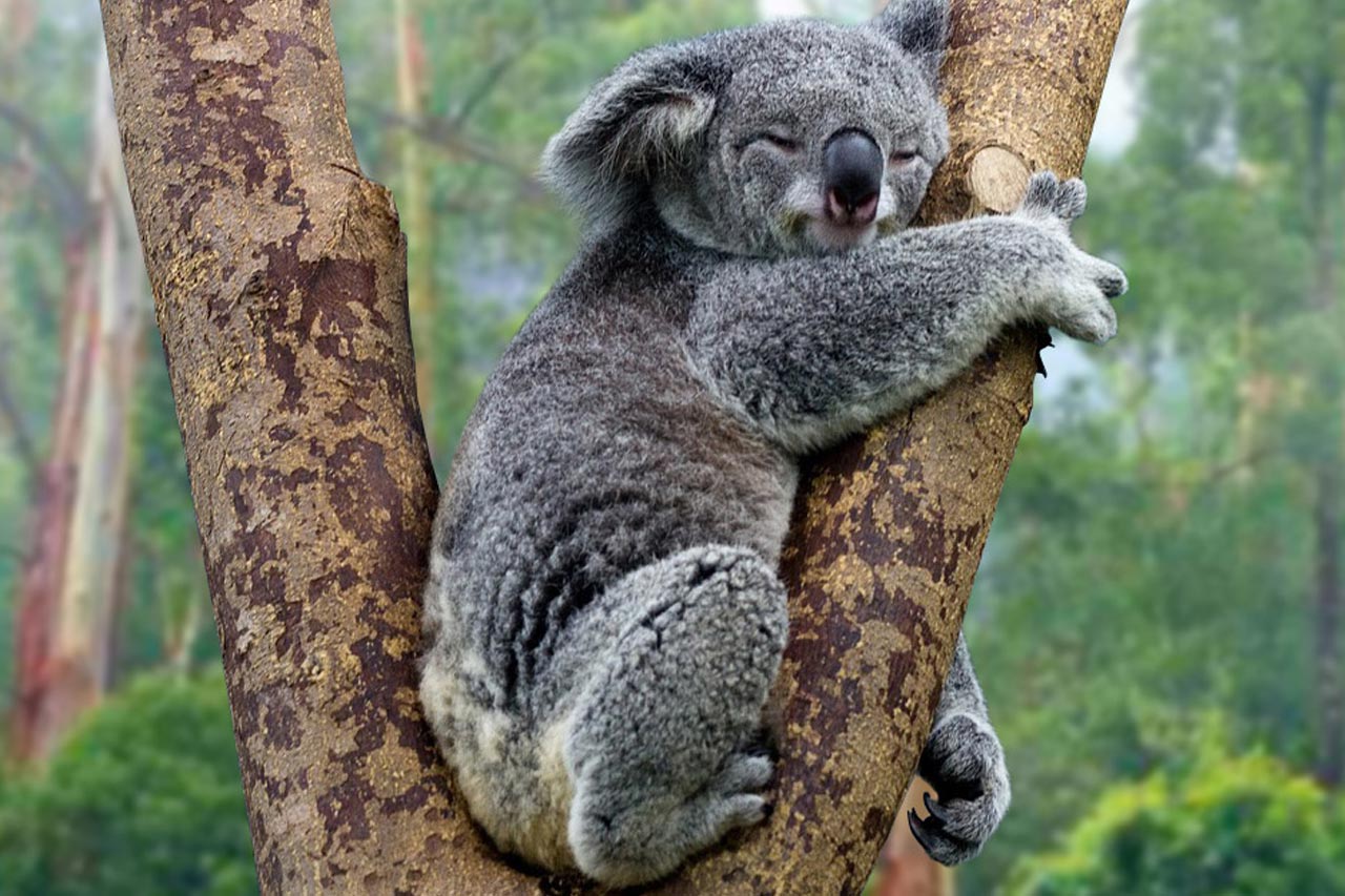 43+ Foto hewan koala lucu download