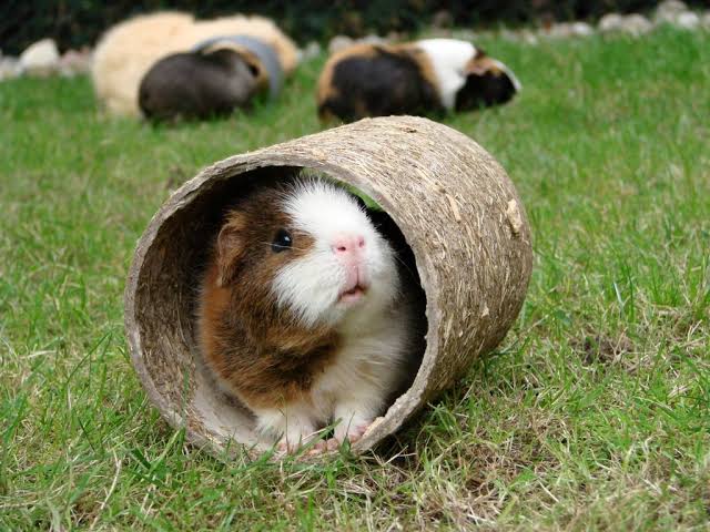 Begini 5 cara merawat guinea pig yang benar dan mudah
