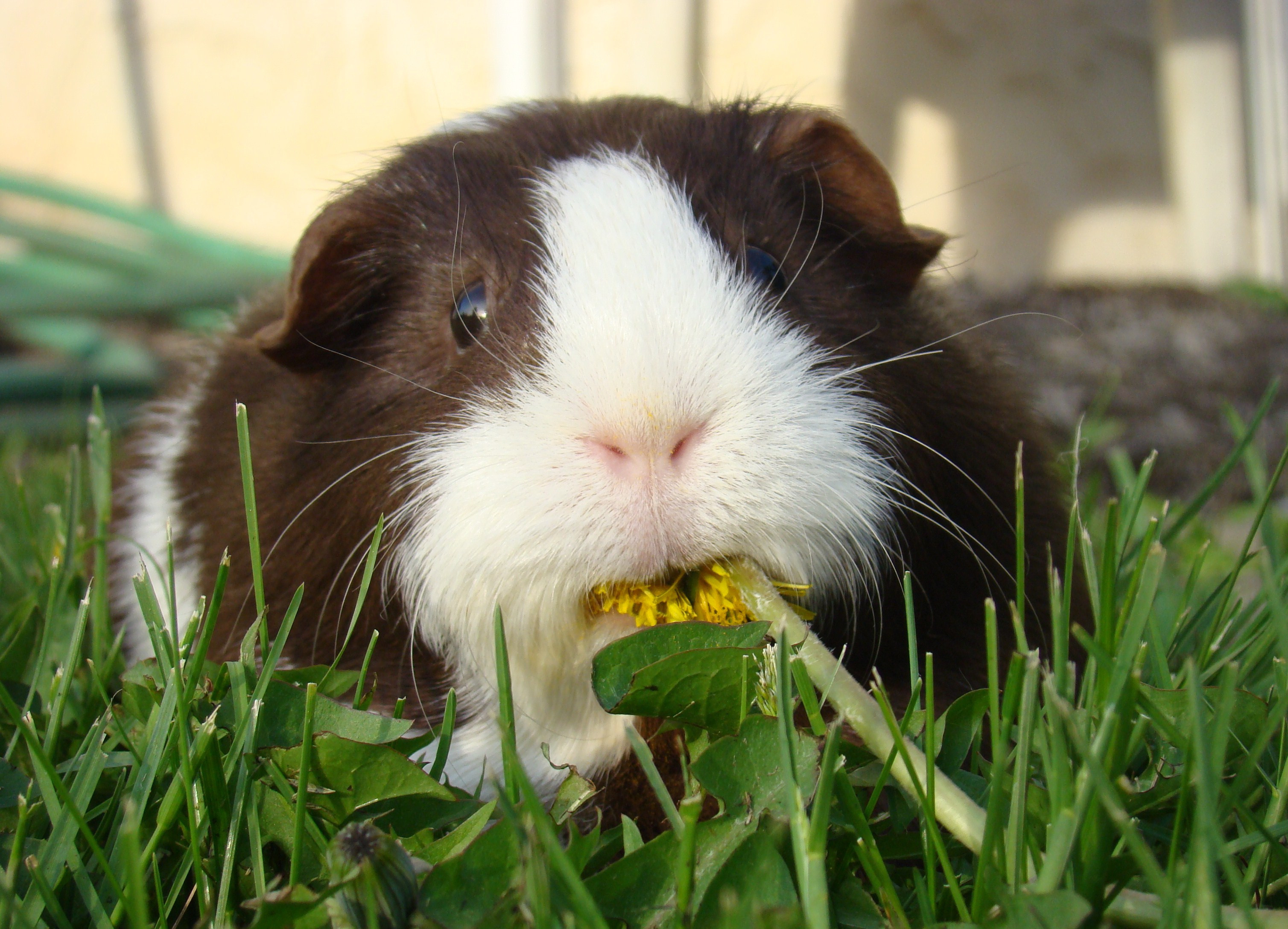 Begini 5 cara merawat guinea pig yang benar dan mudah