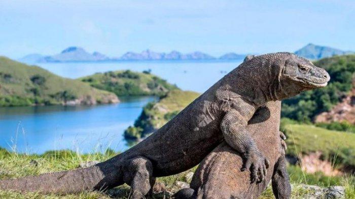 pulau komodo