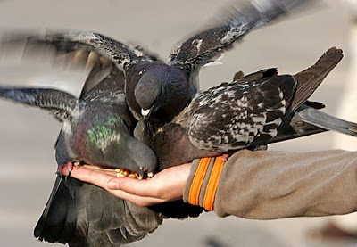 larangan memberi makan burung merpati di Venice