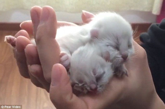 Source : www.dailymail.co.uk/news/peoplesdaily/article-4199388/Mutant-cat-two-heads-born-China.html