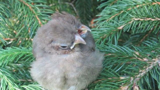 Source : www.boston.cbslocal.com/2012/05/30/baby-bird-with-2-heads-3-beaks-found-in-western-mass/